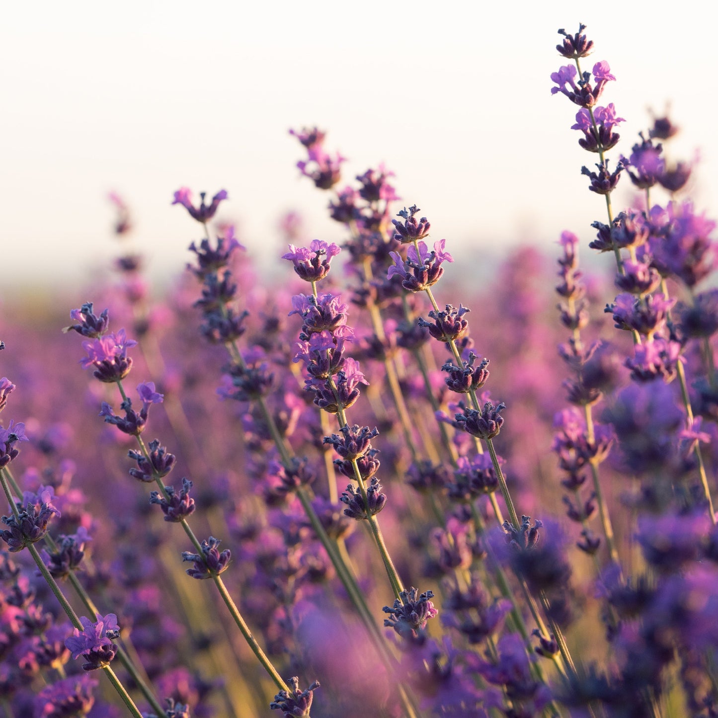 Lavender Essential Oil